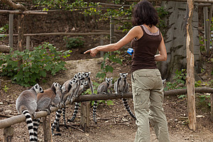 Animal trainer trains a group of lemurs who look up to her finger