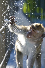 monkey plays with water tap; splashes of water