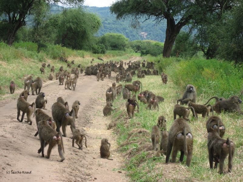 Conference of Olive Baboons